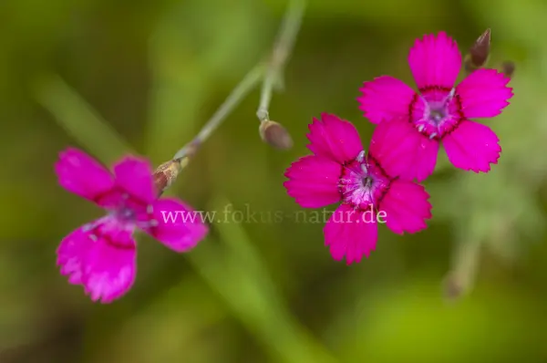Fokus-Natur Bild