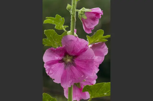 Fokus-Natur Bild