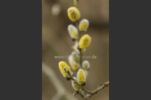 Fokus-Natur Bild