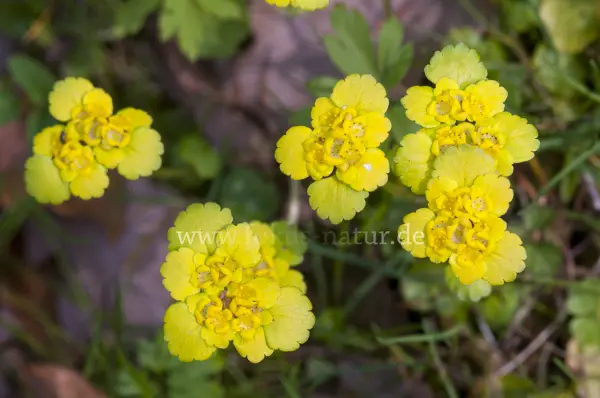 Fokus-Natur Bild