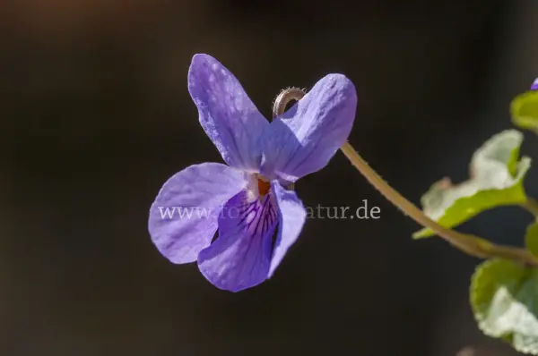 Fokus-Natur Bild