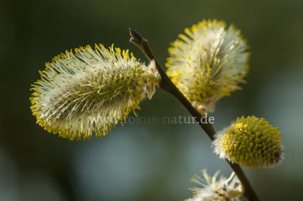 Fokus-Natur Bild