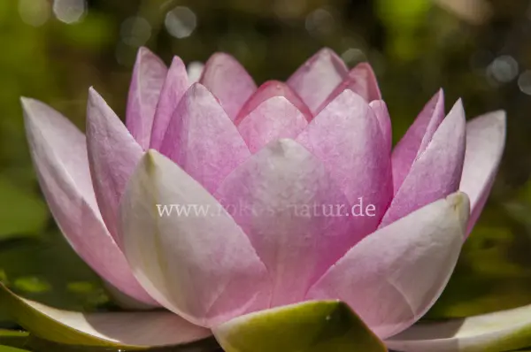 Fokus-Natur Bild