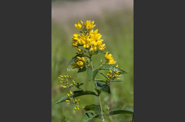 Fokus-Natur Bild