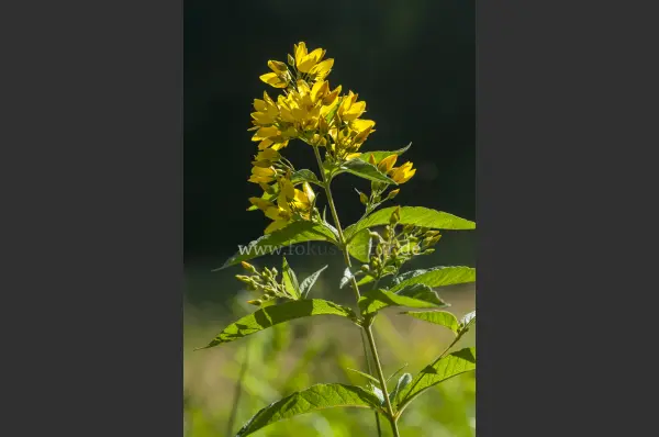Fokus-Natur Bild