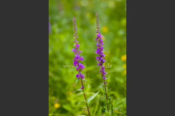 Fokus-Natur Bild
