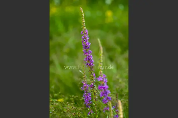 Fokus-Natur Bild