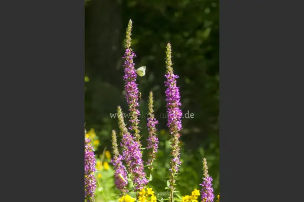 Fokus-Natur Bild