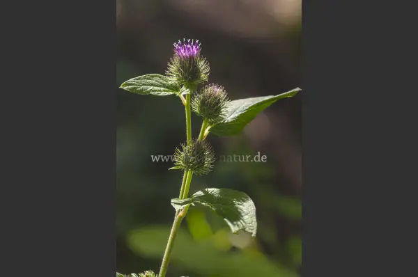 Fokus-Natur Bild