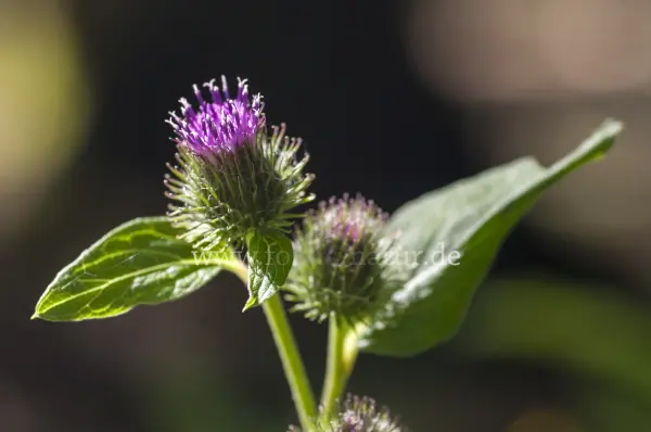 Fokus-Natur Bild