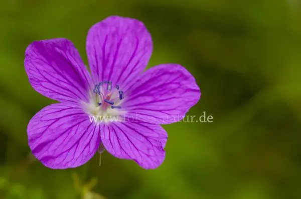 Fokus-Natur Bild