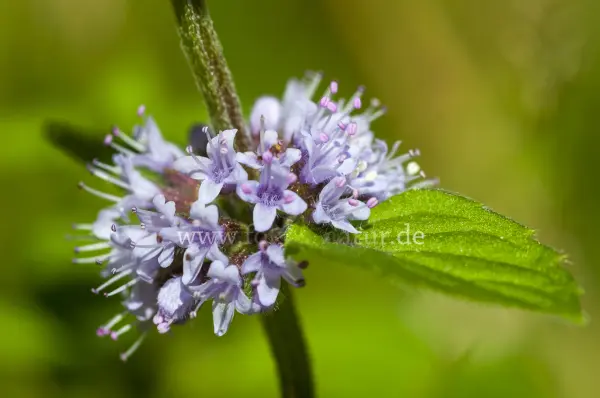 Fokus-Natur Bild