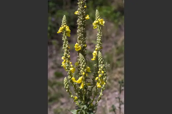 Fokus-Natur Bild