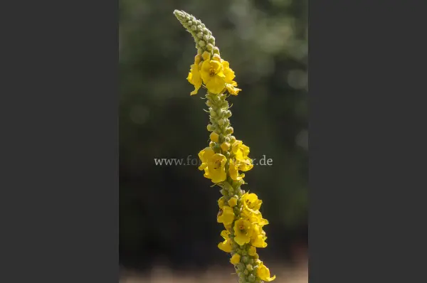 Fokus-Natur Bild