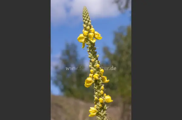 Fokus-Natur Bild