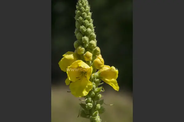 Fokus-Natur Bild