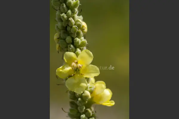 Fokus-Natur Bild