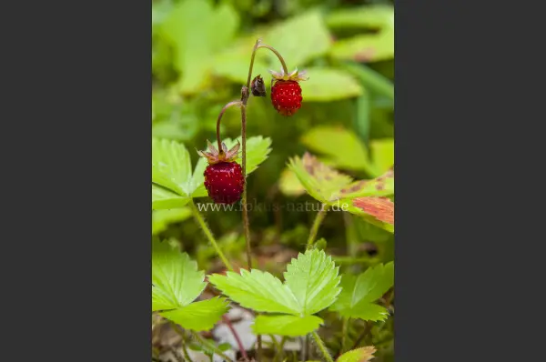 Fokus-Natur Bild