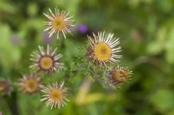 Fokus-Natur Bild