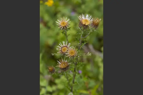 Fokus-Natur Bild