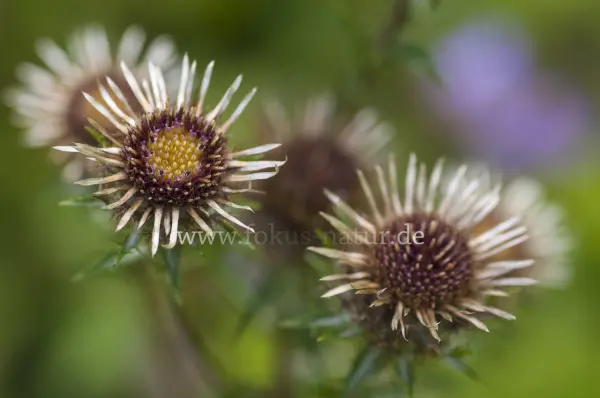 Fokus-Natur Bild