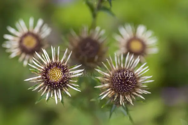 Fokus-Natur Bild