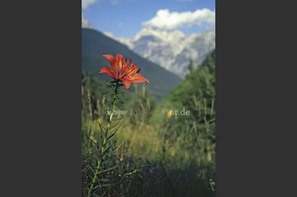 Fokus-Natur Bild