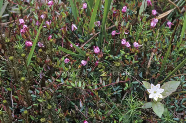 Fokus-Natur Bild