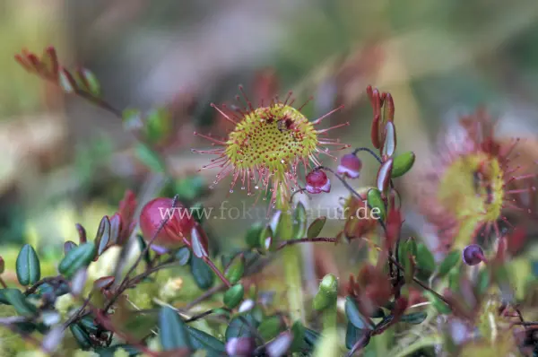 Fokus-Natur Bild