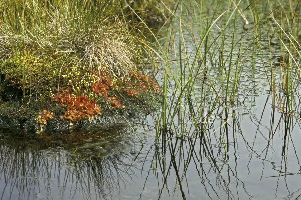 Fokus-Natur Bild