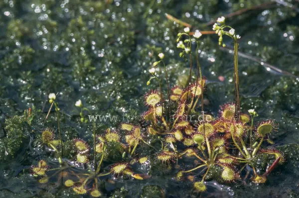 Fokus-Natur Bild