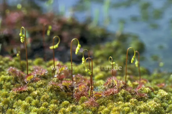 Fokus-Natur Bild
