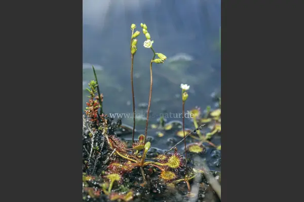 Fokus-Natur Bild