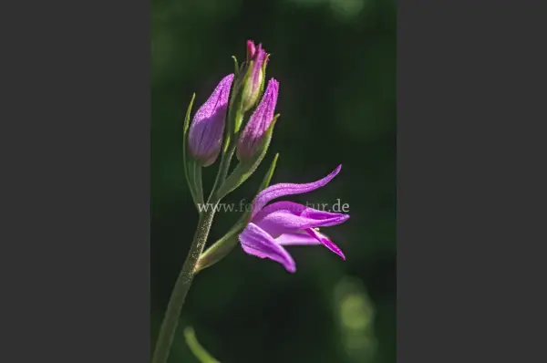 Fokus-Natur Bild