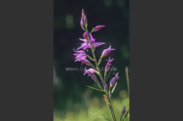 Fokus-Natur Bild