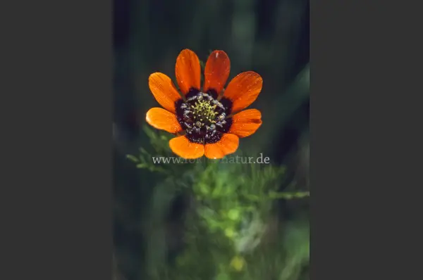 Fokus-Natur Bild