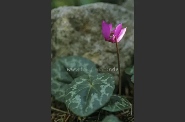 Fokus-Natur Bild