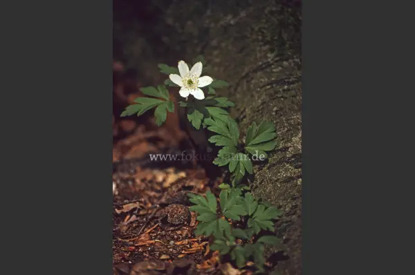 Fokus-Natur Bild