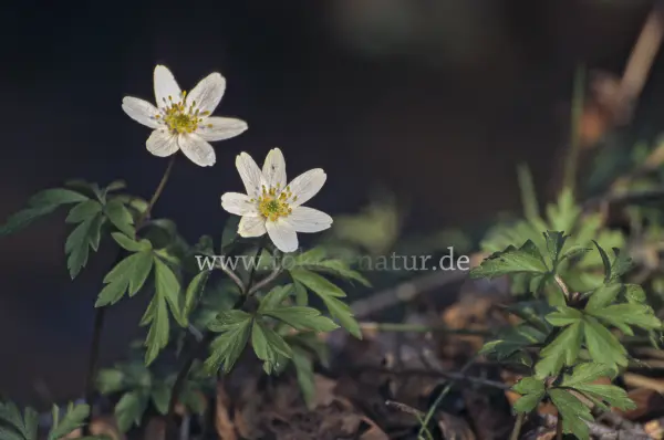 Fokus-Natur Bild