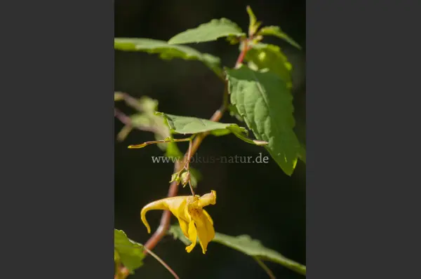 Fokus-Natur Bild