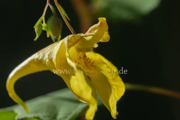 Fokus-Natur Bild