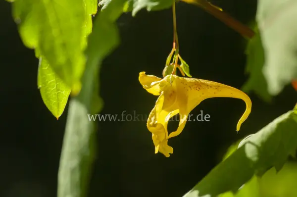 Fokus-Natur Bild