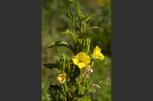 Fokus-Natur Bild