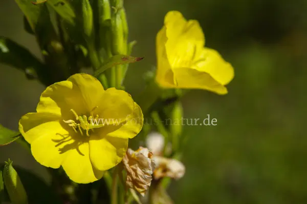Fokus-Natur Bild