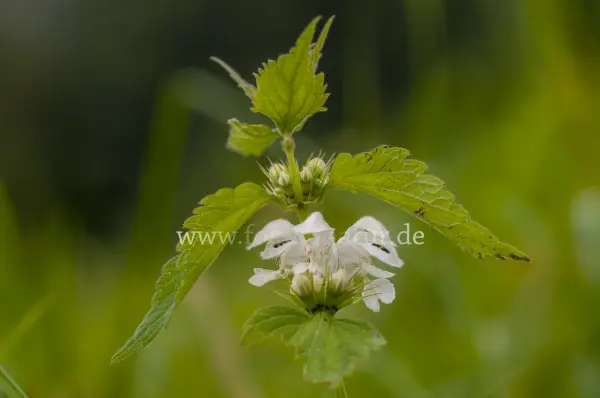 Fokus-Natur Bild