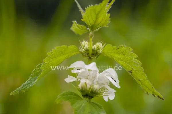 Fokus-Natur Bild