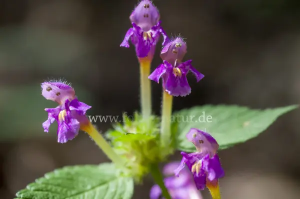 Fokus-Natur Bild
