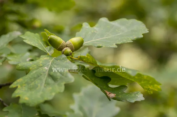 Fokus-Natur Bild