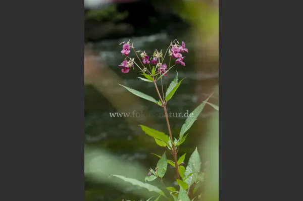 Fokus-Natur Bild