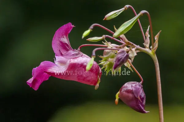 Fokus-Natur Bild